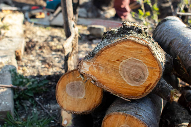 Best Storm Damage Tree Cleanup  in Kyle, TX