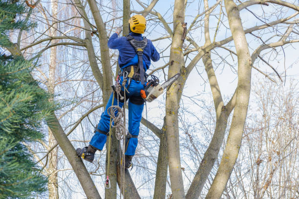 Best Tree Preservation Services  in Kyle, TX